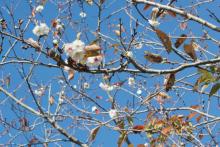 定番となった季節はずれの桜が