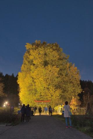 闇夜に浮かぶ黄金色の大樹に感嘆の声が