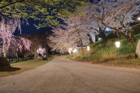 ぼんぼりに照らされる夜桜