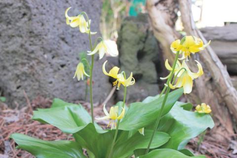 本格的な春の訪れを告げる黄色い花が