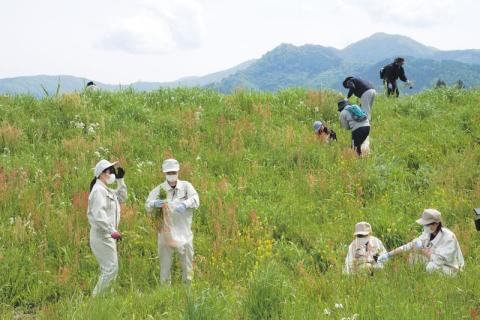 地域住民とともにハルザキヤマガラシの駆除作業に汗する高校生たち