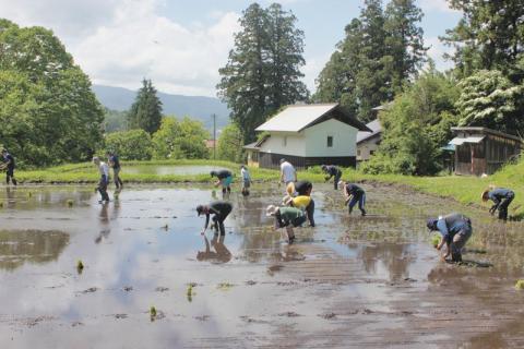 台風一過の好天の下、田植えにいそしむ参加者