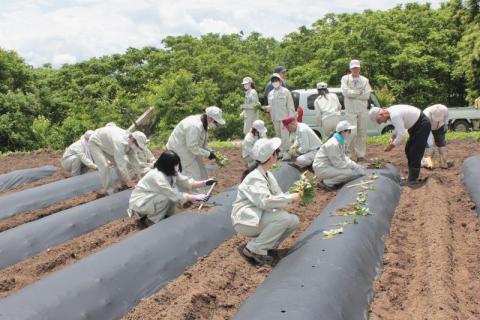 そば振興研究会会員の指導でサツマイモの苗を植える高校生