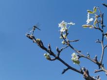庭木の梨に初めての花が