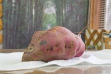 線描が施された大きなサツマイモ