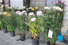 色とりどりで大きさも形も異なる鉢菊が一堂に