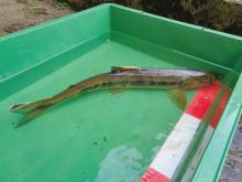 西大滝ダム魚道で確認されたサケ