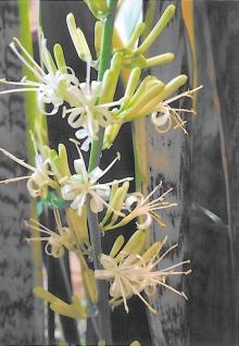 甘く香るというサンセベリアの花が