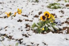 斑雪の花