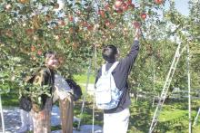 塩崎農園でたわわに実ったリンゴを収穫する西武文理大生